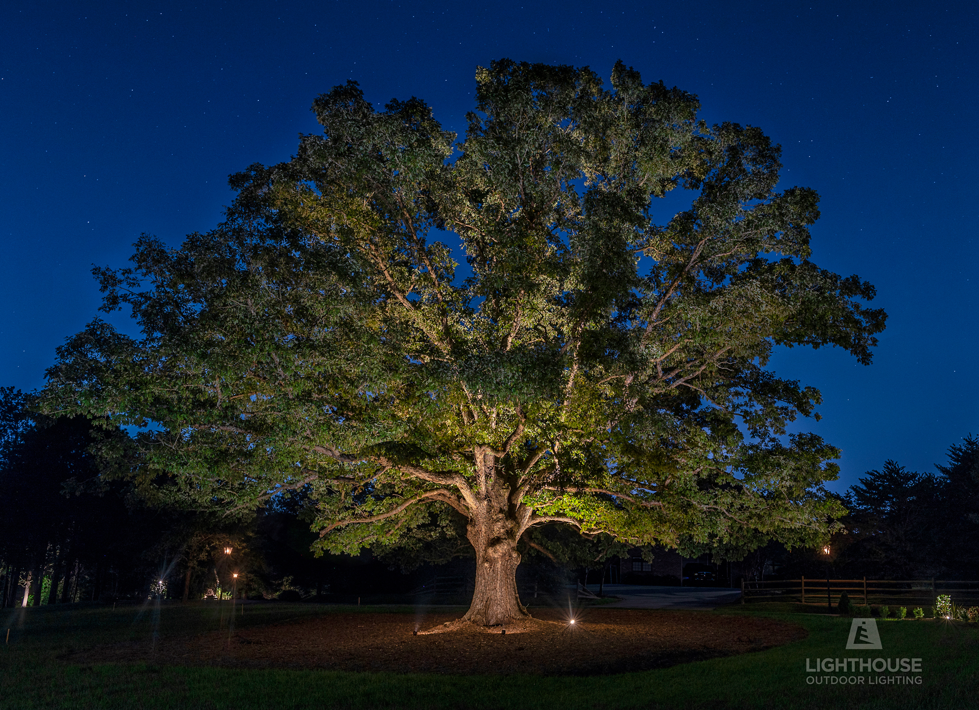 Tree canopy uplighting at night